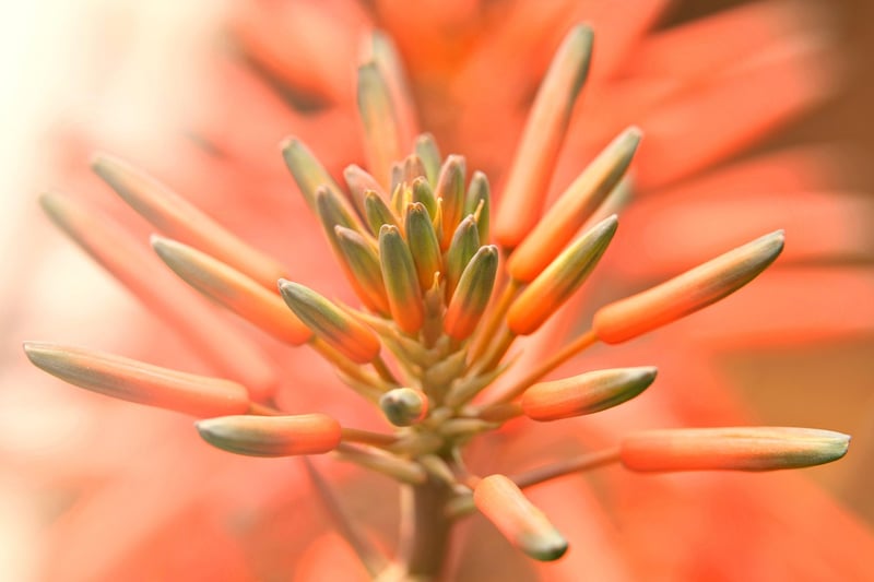 Fantasy flora